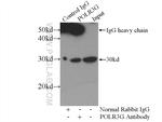 POLR3G Antibody in Immunoprecipitation (IP)