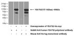 YEATS2 Antibody in Western Blot (WB)