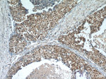 MDC1 Antibody in Immunohistochemistry (Paraffin) (IHC (P))