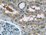 BTBD16 Antibody in Immunohistochemistry (Paraffin) (IHC (P))