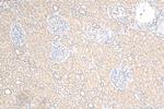 BTBD16 Antibody in Immunohistochemistry (Paraffin) (IHC (P))