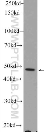 PLEKHO1 Antibody in Western Blot (WB)