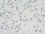 SLC22A23 Antibody in Immunohistochemistry (Paraffin) (IHC (P))
