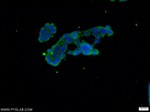 C10orf68 Antibody in Immunocytochemistry (ICC/IF)