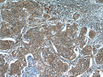 C10orf68 Antibody in Immunohistochemistry (Paraffin) (IHC (P))