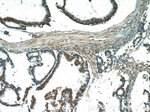 C10orf68 Antibody in Immunohistochemistry (Paraffin) (IHC (P))