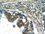 C10orf68 Antibody in Immunohistochemistry (Paraffin) (IHC (P))