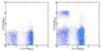 CD8a Antibody in Flow Cytometry (Flow)