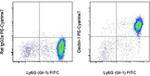 CD369 (Clec7a, Dectin-1) Antibody in Flow Cytometry (Flow)