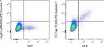 V5 Tag Antibody in Flow Cytometry (Flow)