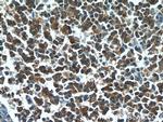 HCLS1 Antibody in Immunohistochemistry (Paraffin) (IHC (P))