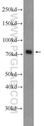 HCLS1 Antibody in Western Blot (WB)