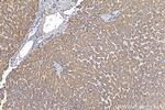 C4orf29 Antibody in Immunohistochemistry (Paraffin) (IHC (P))