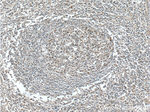 C4orf29 Antibody in Immunohistochemistry (Paraffin) (IHC (P))