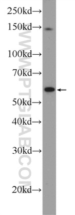 C4orf29 Antibody in Western Blot (WB)