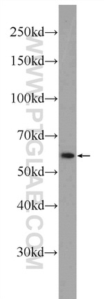 C4orf29 Antibody in Western Blot (WB)