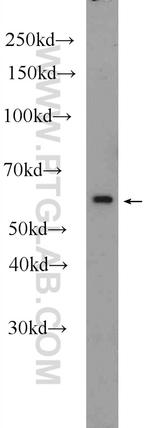 C4orf29 Antibody in Western Blot (WB)