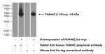 FAM46C Antibody in Western Blot (WB)