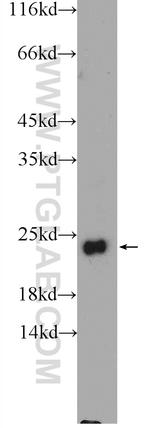 FEV Antibody in Western Blot (WB)