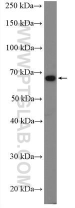 BTNL2 Antibody in Western Blot (WB)