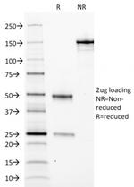 Ferritin, Light Chain Antibody in SDS-PAGE (SDS-PAGE)