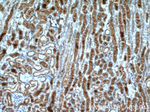 AQP7 Antibody in Immunohistochemistry (Paraffin) (IHC (P))