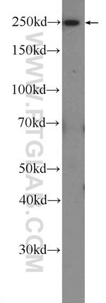 ATG2B Antibody in Western Blot (WB)