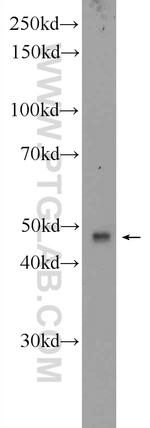 BTN3A1 Antibody in Western Blot (WB)