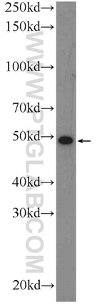 BTN3A1 Antibody in Western Blot (WB)