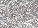 FAM20A Antibody in Immunohistochemistry (Paraffin) (IHC (P))