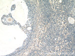 FAM20A Antibody in Immunohistochemistry (Paraffin) (IHC (P))