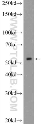 SYNE2 Antibody in Western Blot (WB)