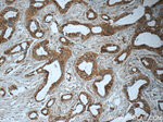 RBM25 Antibody in Immunohistochemistry (Paraffin) (IHC (P))