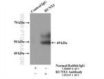 RUNX1 (middle) Antibody in Immunoprecipitation (IP)