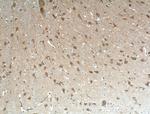 EHD3 Antibody in Immunohistochemistry (Paraffin) (IHC (P))