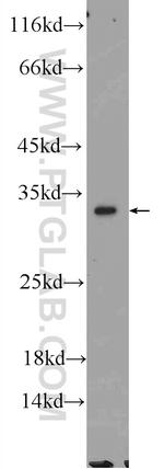 SLC25A22 Antibody in Western Blot (WB)