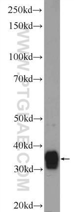 TTC35 Antibody in Western Blot (WB)