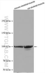 Myopodin Antibody in Western Blot (WB)