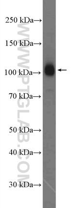 Myopodin Antibody in Western Blot (WB)