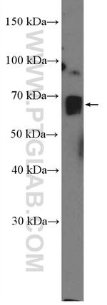 CRTC3 Antibody in Western Blot (WB)