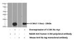 UCMA Antibody in Western Blot (WB)