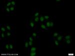 ZBTB25 Antibody in Immunocytochemistry (ICC/IF)