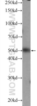 ZBTB25 Antibody in Western Blot (WB)