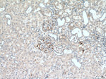 UACA Antibody in Immunohistochemistry (Paraffin) (IHC (P))