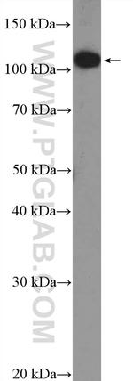 DENND1A Antibody in Western Blot (WB)