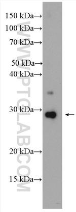 CD63 Antibody in Western Blot (WB)