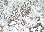 WDR38 Antibody in Immunohistochemistry (Paraffin) (IHC (P))