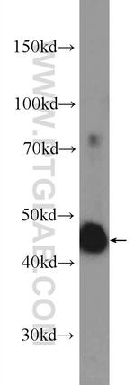 OSGEPL1 Antibody in Western Blot (WB)