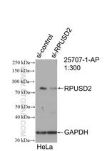 RPUSD2 Antibody in Western Blot (WB)