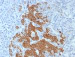 GAD2/GAD65 (GABAergic Neuronal Marker) Antibody in Immunohistochemistry (Paraffin) (IHC (P))